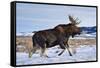 A Bull Moose Walks in a Snow-Covered Antelope Flats in Grand Teton National Park, Wyoming-Mike Cavaroc-Framed Stretched Canvas