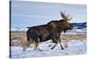 A Bull Moose Walks in a Snow-Covered Antelope Flats in Grand Teton National Park, Wyoming-Mike Cavaroc-Stretched Canvas