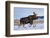 A Bull Moose Walks in a Snow-Covered Antelope Flats in Grand Teton National Park, Wyoming-Mike Cavaroc-Framed Photographic Print