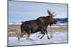 A Bull Moose Walks in a Snow-Covered Antelope Flats in Grand Teton National Park, Wyoming-Mike Cavaroc-Mounted Photographic Print