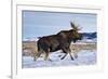 A Bull Moose Walks in a Snow-Covered Antelope Flats in Grand Teton National Park, Wyoming-Mike Cavaroc-Framed Photographic Print