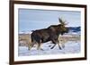 A Bull Moose Walks in a Snow-Covered Antelope Flats in Grand Teton National Park, Wyoming-Mike Cavaroc-Framed Photographic Print