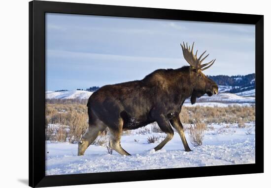 A Bull Moose Walks in a Snow-Covered Antelope Flats in Grand Teton National Park, Wyoming-Mike Cavaroc-Framed Photographic Print