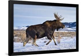 A Bull Moose Walks in a Snow-Covered Antelope Flats in Grand Teton National Park, Wyoming-Mike Cavaroc-Framed Photographic Print