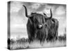 A Bull-Ata Alishahi-Stretched Canvas