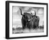 A Bull-Ata Alishahi-Framed Giclee Print