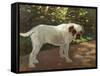 A Bulldog on a Garden Path (Oil on Canvas)-Arthur Heyer-Framed Stretched Canvas