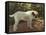 A Bulldog on a Garden Path (Oil on Canvas)-Arthur Heyer-Framed Stretched Canvas