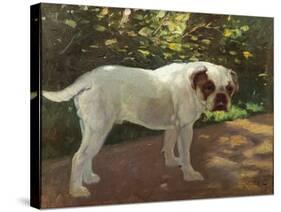 A Bulldog on a Garden Path (Oil on Canvas)-Arthur Heyer-Stretched Canvas