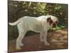 A Bulldog on a Garden Path (Oil on Canvas)-Arthur Heyer-Mounted Giclee Print