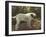 A Bulldog on a Garden Path-Cecil Aldin-Framed Giclee Print