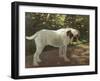 A Bulldog on a Garden Path-Cecil Aldin-Framed Giclee Print