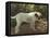 A Bulldog on a Garden Path-Cecil Aldin-Framed Stretched Canvas