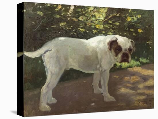 A Bulldog on a Garden Path-Cecil Aldin-Stretched Canvas