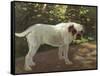 A Bulldog on a Garden Path-Cecil Aldin-Framed Stretched Canvas