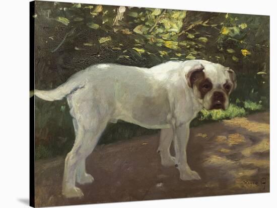 A Bulldog on a Garden Path-Cecil Aldin-Stretched Canvas