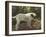 A Bulldog on a Garden Path-Cecil Aldin-Framed Giclee Print