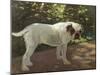 A Bulldog on a Garden Path-Cecil Aldin-Mounted Giclee Print