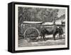 A Bullock Carriage in Cochin-China-null-Framed Stretched Canvas