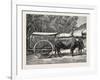 A Bullock Carriage in Cochin-China-null-Framed Giclee Print