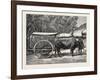 A Bullock Carriage in Cochin-China-null-Framed Giclee Print