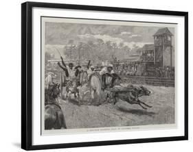 A Bullock Hackery Race at Colombo, Ceylon-null-Framed Giclee Print