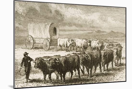 A Bullock Wagon Crossing the Great Plains Between St. Louis and Denver, C.1870, from 'American…-null-Mounted Giclee Print