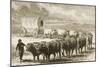 A Bullock Wagon Crossing the Great Plains Between St. Louis and Denver, C.1870, from 'American…-null-Mounted Giclee Print