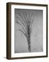 'A Bulrush', c1480 (1945)-Leonardo Da Vinci-Framed Giclee Print