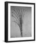 'A Bulrush', c1480 (1945)-Leonardo Da Vinci-Framed Giclee Print