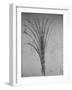 'A Bulrush', c1480 (1945)-Leonardo Da Vinci-Framed Giclee Print