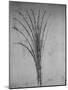 'A Bulrush', c1480 (1945)-Leonardo Da Vinci-Mounted Giclee Print