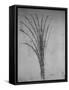 'A Bulrush', c1480 (1945)-Leonardo Da Vinci-Framed Stretched Canvas