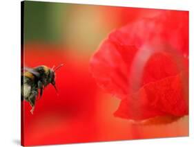 A Bumble Bee Hovers Over a Poppy Flower During a Summer Heat Wave in Santok, Poland, June 27, 2006-Lech Muszynski-Stretched Canvas