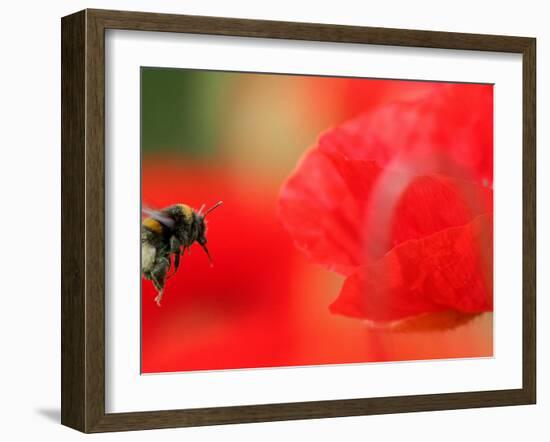 A Bumble Bee Hovers Over a Poppy Flower During a Summer Heat Wave in Santok, Poland, June 27, 2006-Lech Muszynski-Framed Premium Photographic Print