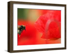 A Bumble Bee Hovers Over a Poppy Flower During a Summer Heat Wave in Santok, Poland, June 27, 2006-Lech Muszynski-Framed Premium Photographic Print