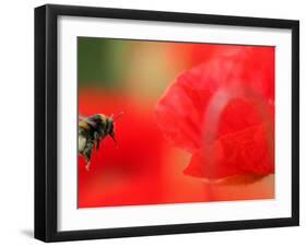 A Bumble Bee Hovers Over a Poppy Flower During a Summer Heat Wave in Santok, Poland, June 27, 2006-Lech Muszynski-Framed Premium Photographic Print