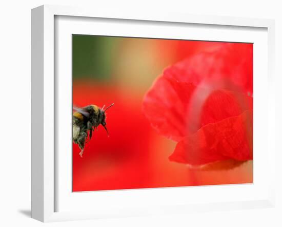 A Bumble Bee Hovers Over a Poppy Flower During a Summer Heat Wave in Santok, Poland, June 27, 2006-Lech Muszynski-Framed Premium Photographic Print