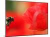 A Bumble Bee Hovers Over a Poppy Flower During a Summer Heat Wave in Santok, Poland, June 27, 2006-Lech Muszynski-Mounted Premium Photographic Print