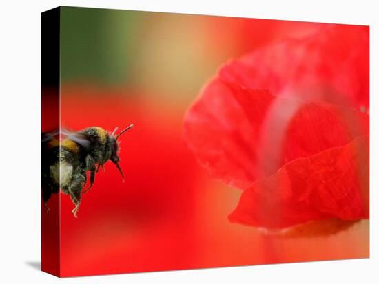 A Bumble Bee Hovers Over a Poppy Flower During a Summer Heat Wave in Santok, Poland, June 27, 2006-Lech Muszynski-Stretched Canvas