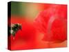 A Bumble Bee Hovers Over a Poppy Flower During a Summer Heat Wave in Santok, Poland, June 27, 2006-Lech Muszynski-Stretched Canvas