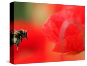 A Bumble Bee Hovers Over a Poppy Flower During a Summer Heat Wave in Santok, Poland, June 27, 2006-Lech Muszynski-Stretched Canvas