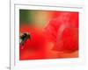 A Bumble Bee Hovers Over a Poppy Flower During a Summer Heat Wave in Santok, Poland, June 27, 2006-Lech Muszynski-Framed Photographic Print