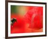 A Bumble Bee Hovers Over a Poppy Flower During a Summer Heat Wave in Santok, Poland, June 27, 2006-Lech Muszynski-Framed Photographic Print