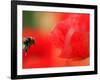 A Bumble Bee Hovers Over a Poppy Flower During a Summer Heat Wave in Santok, Poland, June 27, 2006-Lech Muszynski-Framed Photographic Print