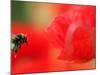 A Bumble Bee Hovers Over a Poppy Flower During a Summer Heat Wave in Santok, Poland, June 27, 2006-Lech Muszynski-Mounted Photographic Print