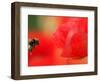 A Bumble Bee Hovers Over a Poppy Flower During a Summer Heat Wave in Santok, Poland, June 27, 2006-Lech Muszynski-Framed Photographic Print