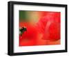 A Bumble Bee Hovers Over a Poppy Flower During a Summer Heat Wave in Santok, Poland, June 27, 2006-Lech Muszynski-Framed Photographic Print