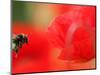 A Bumble Bee Hovers Over a Poppy Flower During a Summer Heat Wave in Santok, Poland, June 27, 2006-Lech Muszynski-Mounted Photographic Print