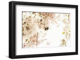 A Bumblebee Sits in Her Paradise: Ornamental Cherry Tree Blossoms in Full Splendour-Petra Daisenberger-Framed Photographic Print